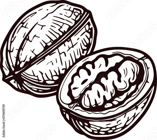 Vintage engraved drawing of an open walnut with detailed shell and kernel isolated on white background
