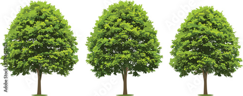 PrintThree green deciduous trees isolated on white background, lush foliage, nature concept, environmental conservation, forest growth, botanical illustration, landscape design element
