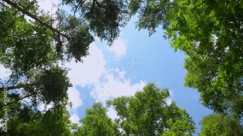 Forest tree tops against the sky. Green pines and birches in summer. Circular panorama. Lower angle of shooting.
