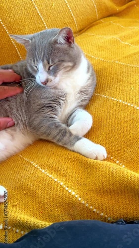 First-person view of a hand petting a relaxed cat lying on a yellow couch. Authentic domestic scene that conveys calm and connection with pets.