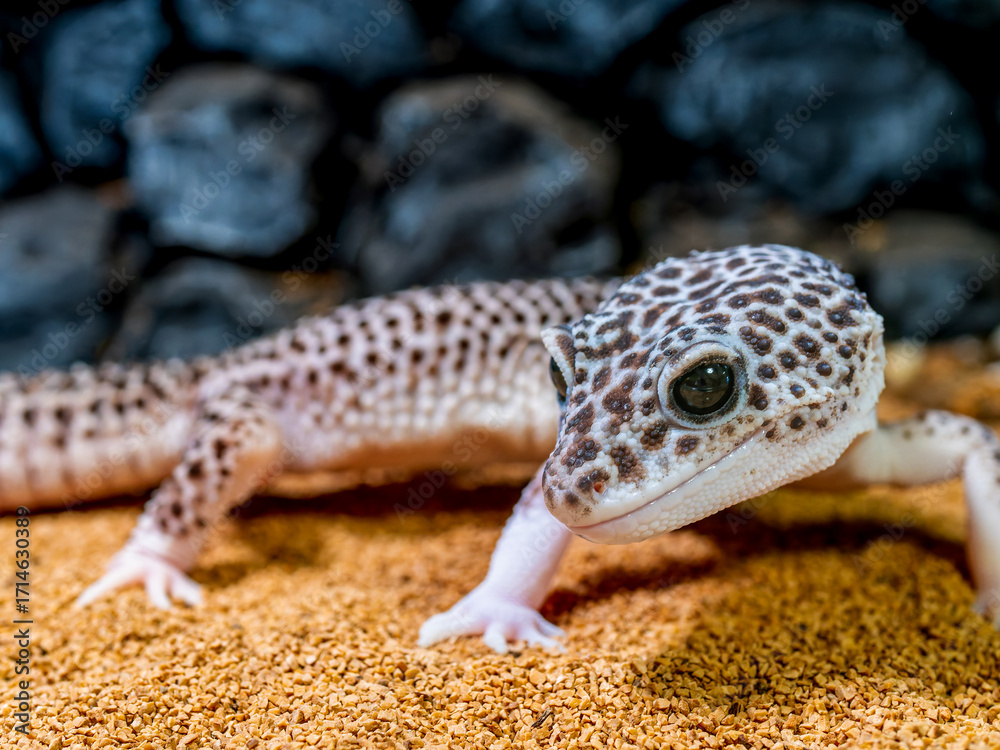 Naklejka premium ヒョウモントカゲモドキ
