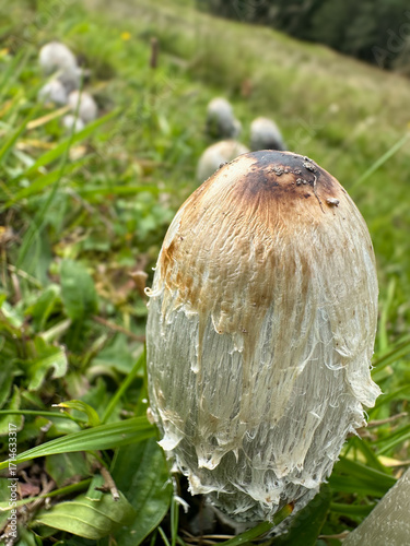 Shaggy inkcap wild mushroom