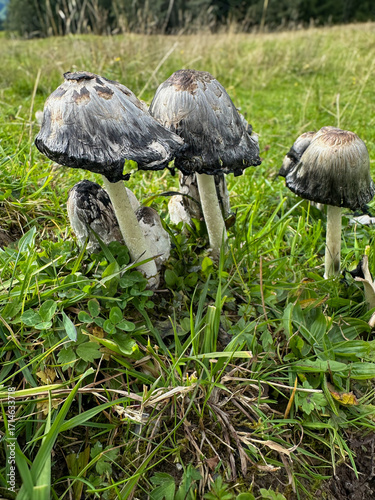 Shaggy inkcap wild mushroom