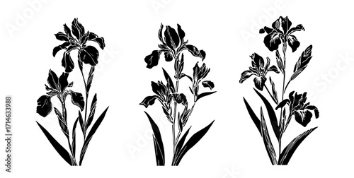 Minimalist vector illustration in black and white, showing three iris flowers in detailed, bold silhouette style. The theme is botanical, focusing on elegant floral shapes and natural forms.