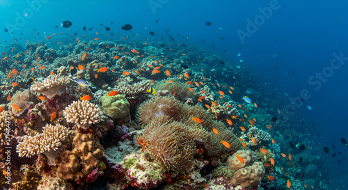 Photos A vibrant coral reef ecosystem teeming with colorful fish and diverse marine life in crystal-clear blue waters
