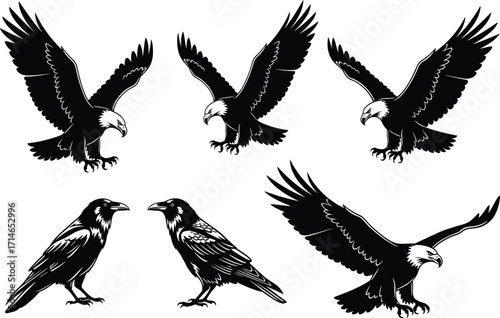 Bald eagle and raven vector silhouettes, flying and standing bird poses, black and white wildlife illustrations, perfect for nature, tattoo, and educational designs