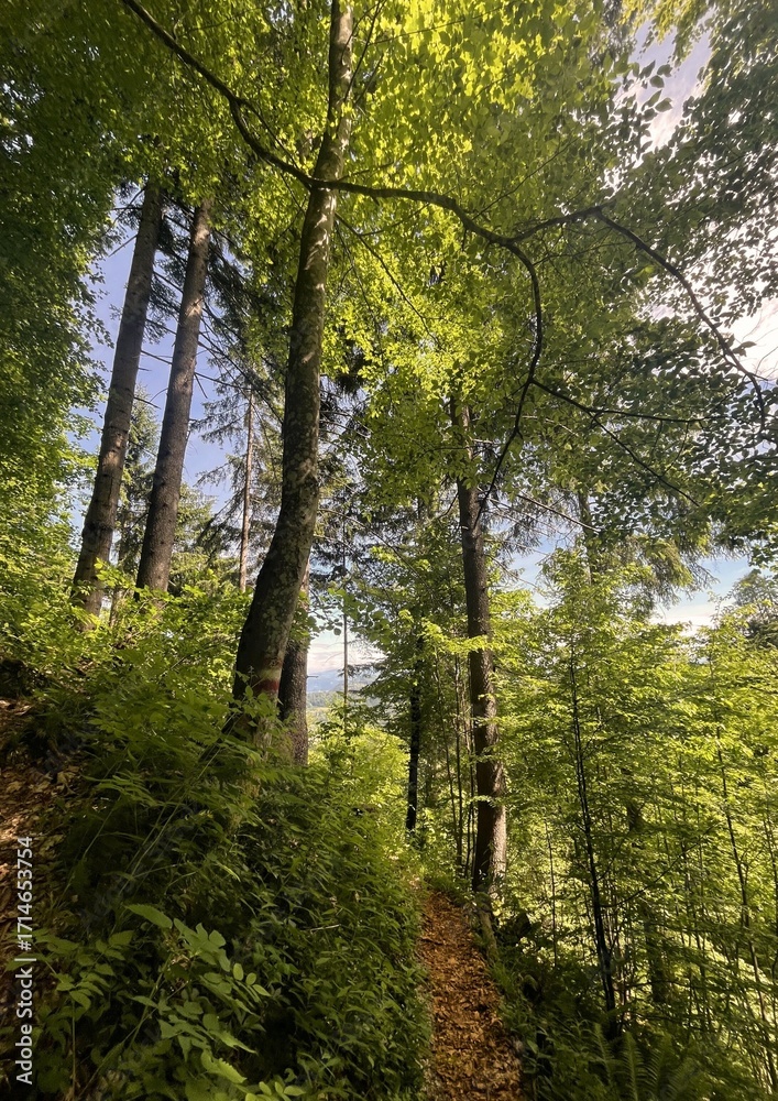 Obraz premium trees in the forest