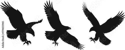 Eagle silhouette vector illustration, flying raptor in motion, majestic bird of prey, wildlife symbol of freedom, isolated black eagle poses