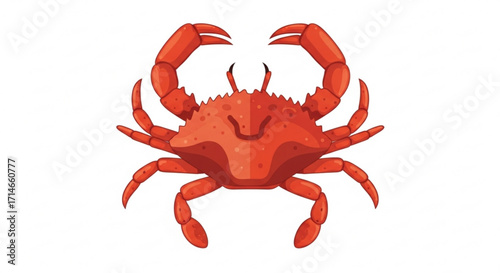 Cartoon red crab illustration vector drawing seafood animal crustacean marine life aquatic ocean wildlife sea creature
