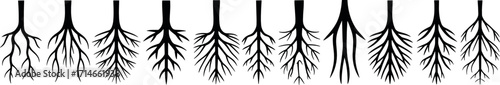 Root Systems: A captivating artistic representation of various root systems, showcased in a high-contrast monochrome display, emphasizing the intricate network of life underground. 