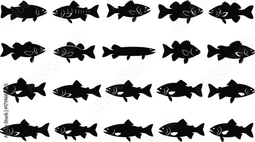 Fish silhouette vector set, black aquatic animal icons, marine species collection, editable isolated shapes for fishing, nature, biology, and design