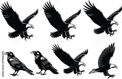 Flying eagle silhouette, raven vector clipart, black and white bird illustration, wildlife predator pose, majestic wings spread, stock design elements