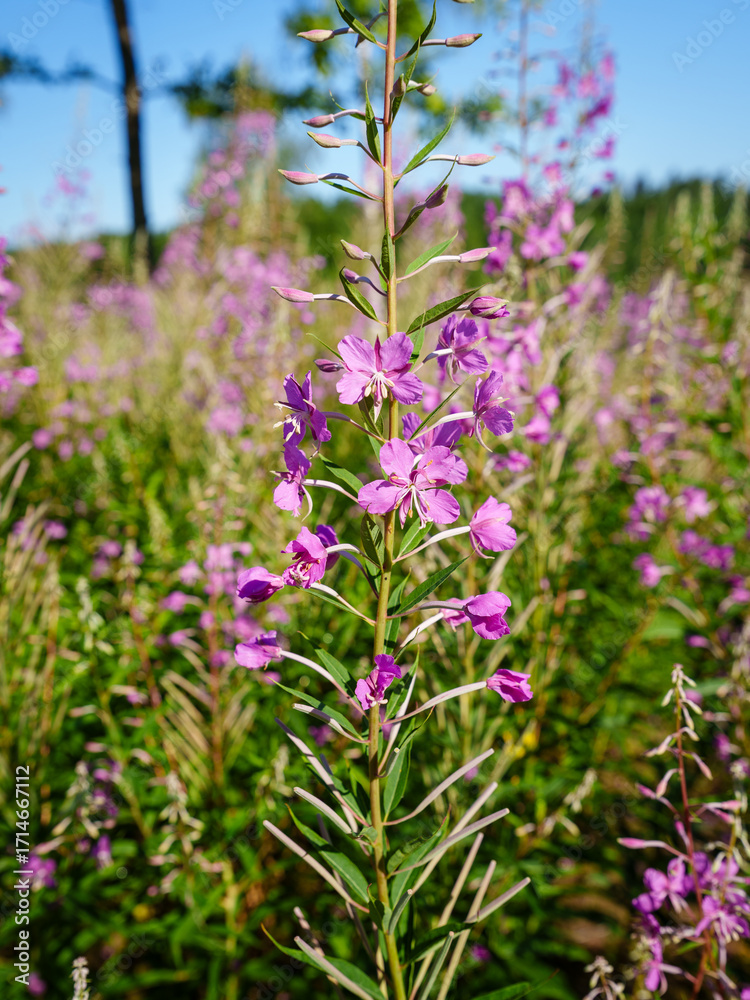 Obraz premium pink flowers in the meadow