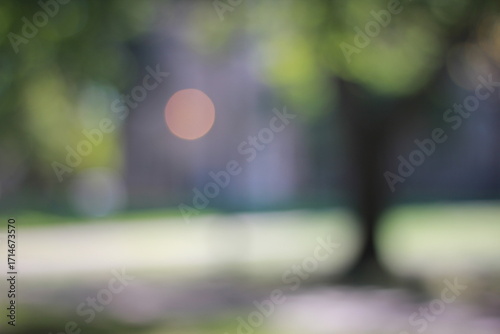 A dreamy abstract view of the autumn trees growing in the forest.