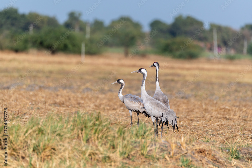 Fototapeta premium A group of common cranes feeding on the ground on the outskirts of Nalsarovar lake area in Gujarat