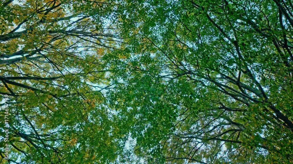 Branches d’arbre occupant tout le cadre devant un ciel d’été lumineux, plan texturé naturel avec feuilles en mouvement sous la brise légère