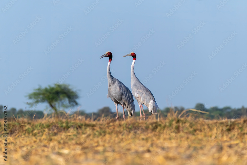 Obraz premium A pair of Sarus cranes feeding on the ground on the outskirts of Nalsarovar lake area in Gujarat, India