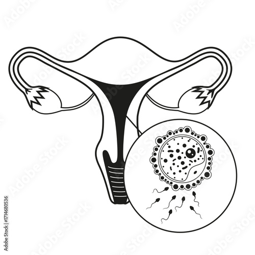 Black and white drawing. Development of the embryo. From ovulation to implantation. Human anatomy. Fertilization, zygote, cleavage, morula, blastocyst. Flat vector illustration
