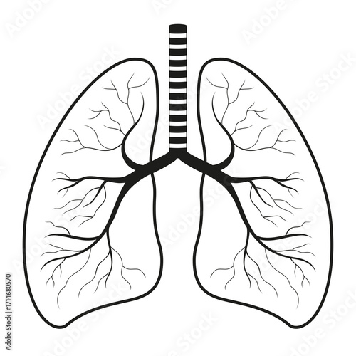 Black and white drawing. Human lungs, respiratory system. Anatomy, medicine concept. Healthcare. Vector illustration. 