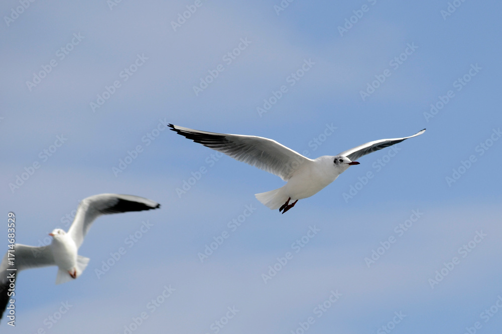 Obraz premium İstanbul Martıları