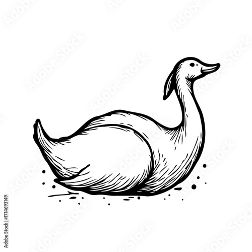 Elegant swan illustration in black and white showcasing a serene aquatic bird for creative