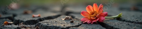 A somber image depicting a single, wilted flower lying on cracked earth, symbolizing the fragility of life and the finality of death after an accident or injury , lifeless, decay, finality