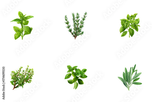 A watercolor illustration of a herbs collection including basil, rosemary, sage, and thyme. Botanical art on a white background. Perfect for culinary themes.