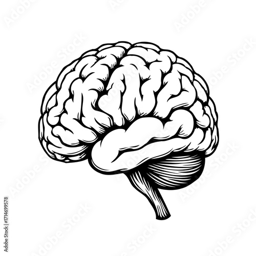Monochrome depiction of the human brain highlighting its complex structure for study purposes or