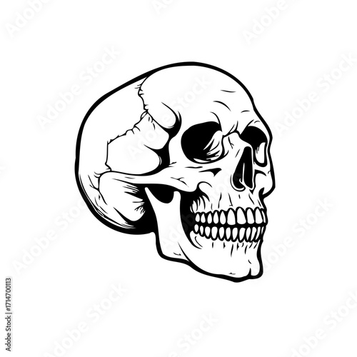 Monochrome illustration of a human skull with detailed line work representing mortality and