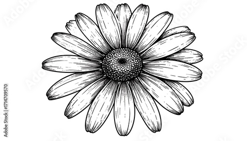 Botanical black and white daisy floral design