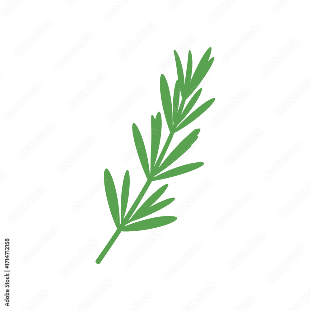 Fototapeta premium Green herb sprig with thin leaves on white background.