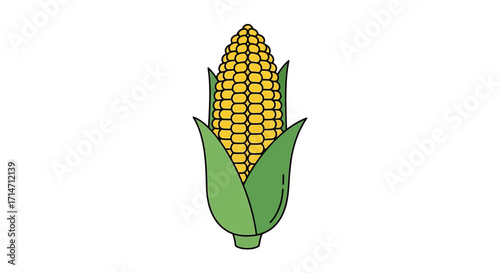 A single ear of corn with green husks on a white background.