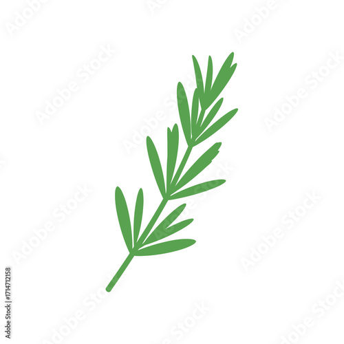 Green herb sprig with thin leaves on white background.