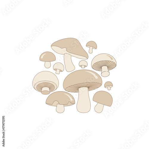 A collection of various mushrooms arranged in a circle.