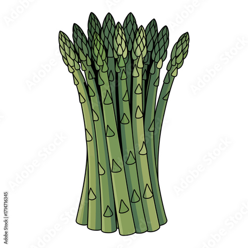 fresh asparagus vegetable bunch vector illustration isolated on white background healthy green food
