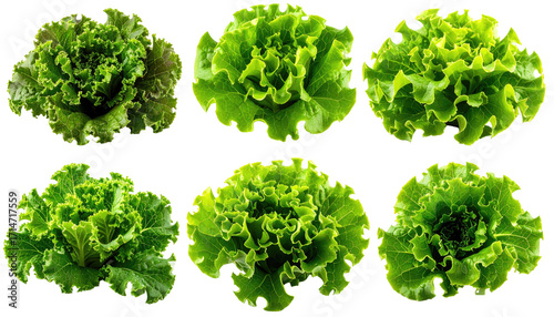 Close-up view of various fresh lettuce heads