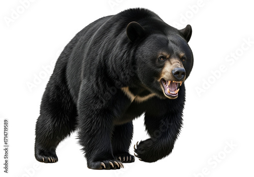 A powerful black bear, displaying a ferocious expression, stands against a stark black background.