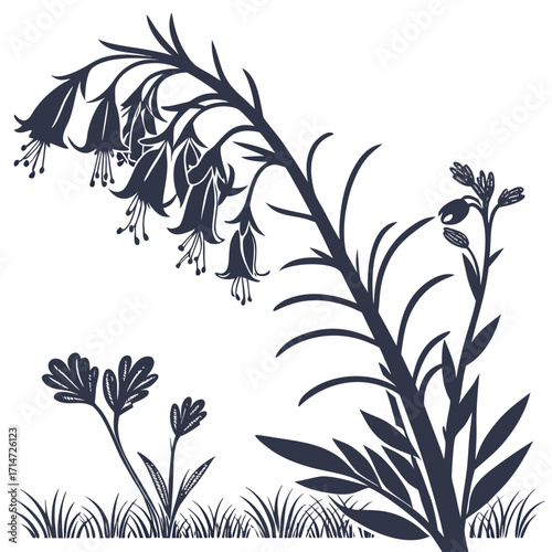 erica carnea on white background 