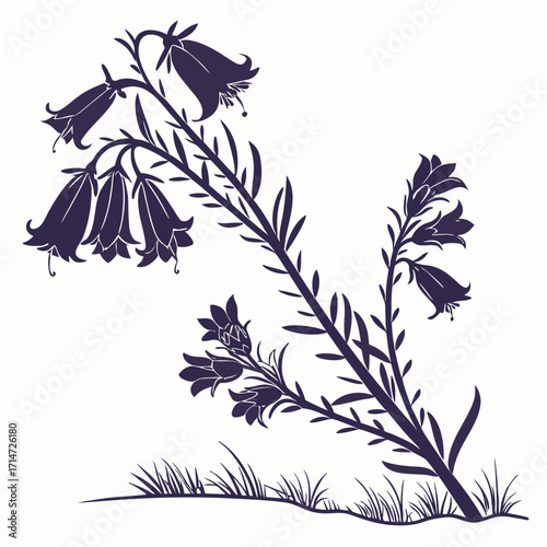 black and white erica carnea