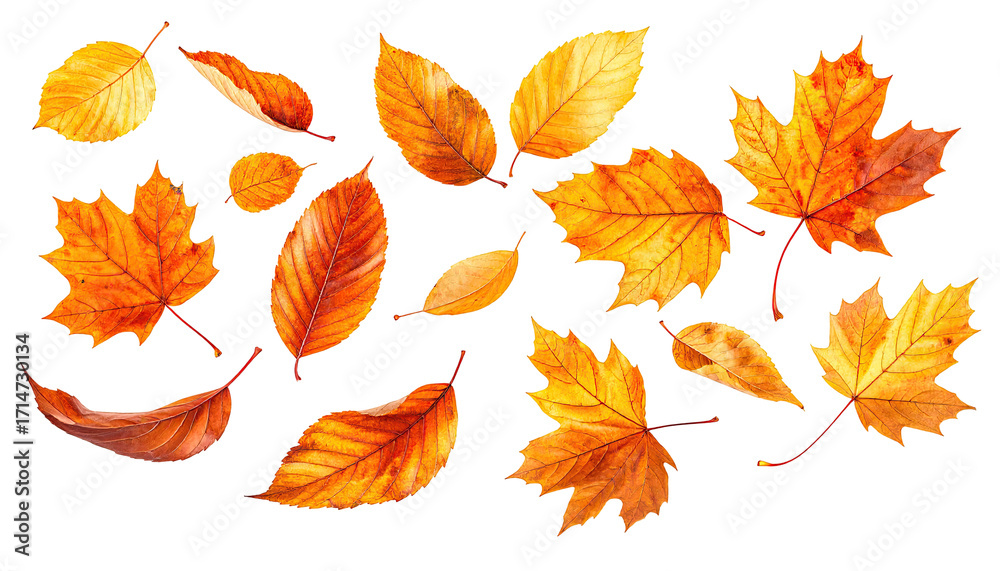 Obraz premium Vibrant autumn leaves scattered