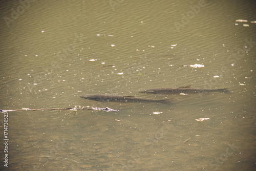 Two large fish swimming slowly in clear greenish pond water with sunlight reflections