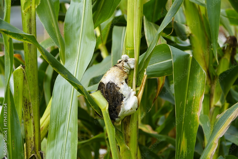 Fototapeta premium Corn smut (Ustilago maydis) is characterized by conspicuous growths on corn plants that initially appear greenish and later turn silvery-gray. Germany.