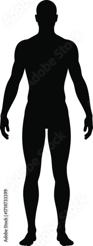 Human body silhouette front view illustration for anatomy, fitness, medical, health, posture, education, diagnostics, and physiotherapy design content.