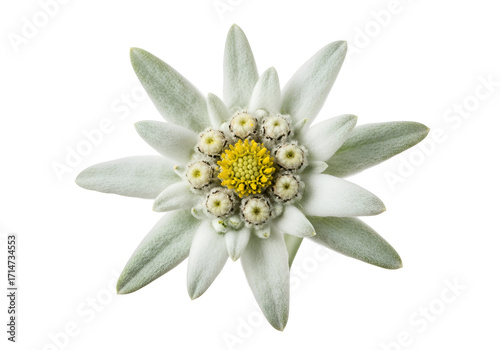 Detailed close-up of a radiant edelweiss flower, showcasing its delicate, star-shaped petals and intricate center against a stark black backdrop.