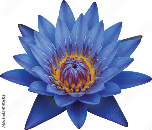 Vibrant blue water lily flower isolated on white studio background blooming nature