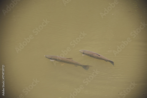 Two large fish swimming slowly in murky yellowish pond water with visible ripples