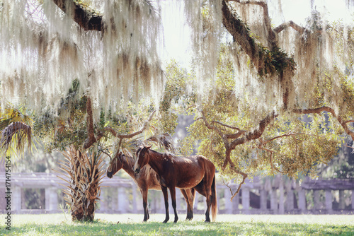 Tableau sur toile Horses in the Wild at Cumberland Island, Georgia