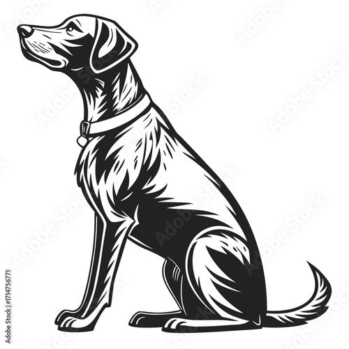 Elegant black and white illustration of a loyal dog sitting patiently and looking upwards