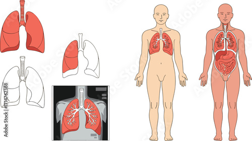 Human respiratory system vector set with lungs, trachea, anatomy diagrams, medical illustrations, X-ray view for education and healthcare design