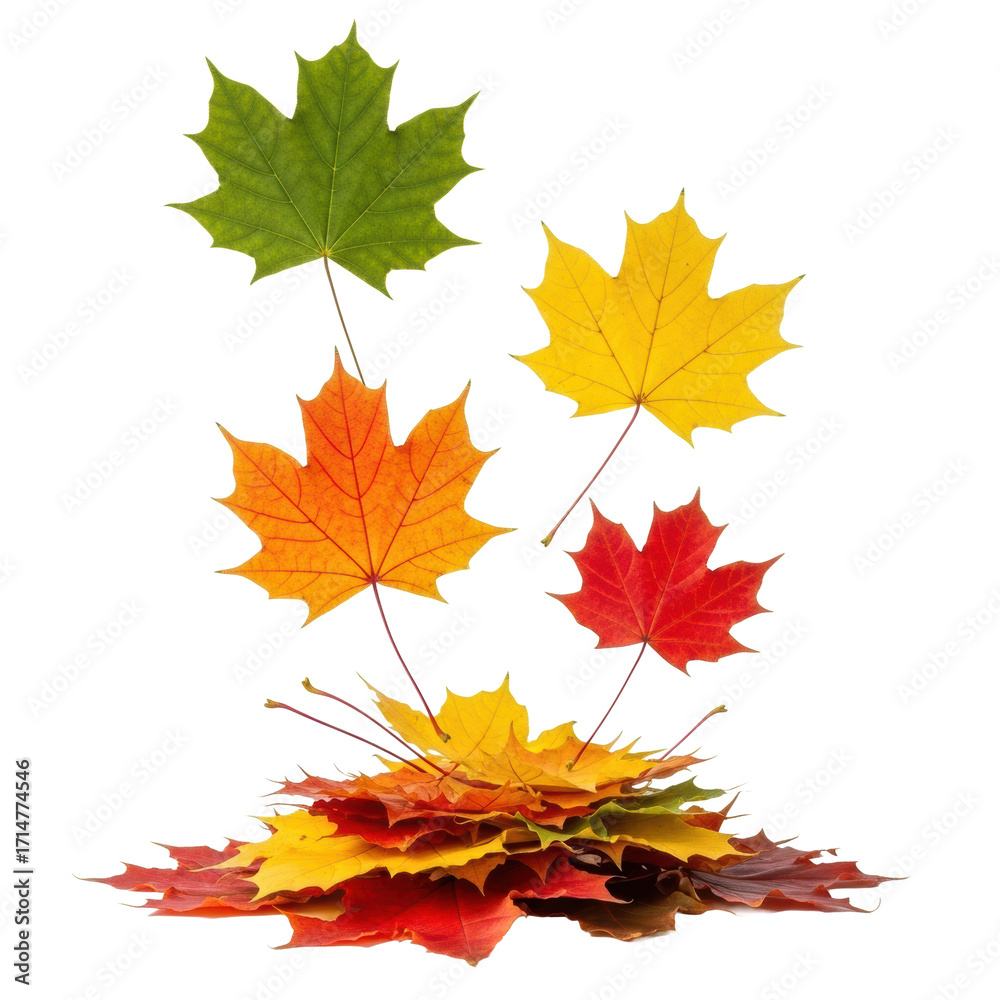 Fototapeta premium Vibrant maple leaves in a gradient of autumn colors, some floating, some piled, with detailed veins on a transparent background, clean studio product shot, celebration of autumn's natural beauty